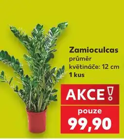 Kaufland Zamioculcas nabídka