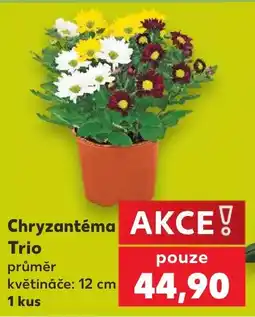 Kaufland Chryzantéma Trio nabídka