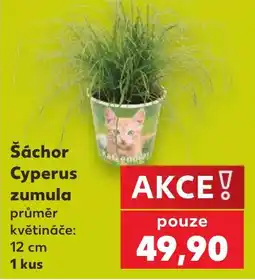 Kaufland Šáchor Cyperus zumula nabídka