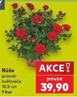 Kaufland Růže nabídka