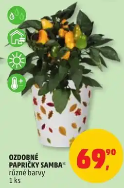 Penny Market Ozdobné papričky samba nabídka