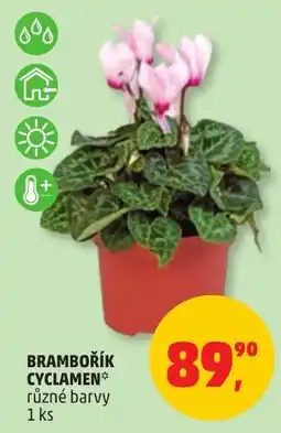 Penny Market Brambořík cyclamen* nabídka