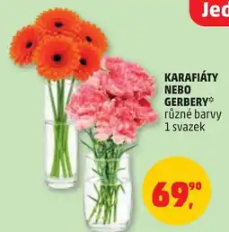 Penny Market Jed Karafiáty nebo gerbery nabídka