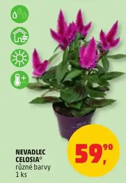 Penny Market Nevadlec celosia* nabídka