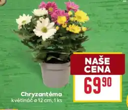 Billa Chryzantéma nabídka
