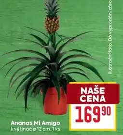 Billa Ananas Mi Amigo nabídka