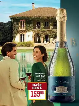 Billa Tarapaca sekt Brut nabídka