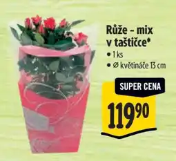Albert Růže mix v taštičce nabídka