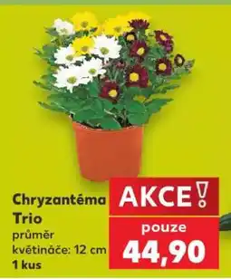 Kaufland Chryzantéma „Trio“ nabídka