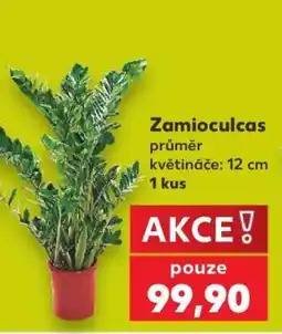 Kaufland Zamioculcas nabídka