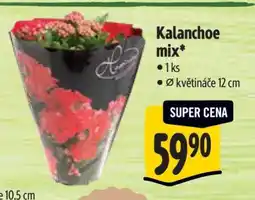 Albert Kalanchoe mix nabídka