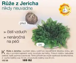 Decodoma Růže z Jericha nabídka