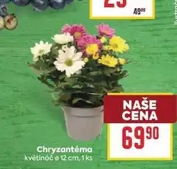 Billa Chryzantéma květináč o 12 cm, 1ks nabídka