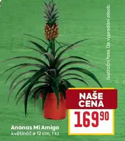 Billa ANANAS MI AMIGO nabídka