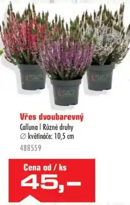 Uni Hobby Beauty Ladies Vřes dvoubarevný nabídka