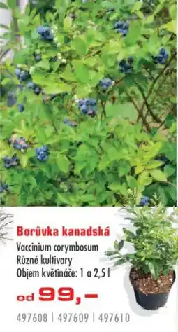Uni Hobby Borůvka kanadská nabídka