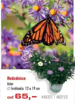 Uni Hobby Hvězdnice Aster nabídka