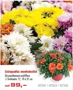 Uni Hobby Listopadka mnohokvětá nabídka