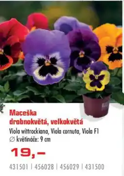 Uni Hobby Maceška drobnokvětá, velkokvětá nabídka