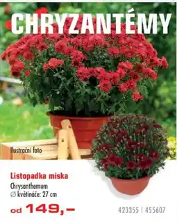 Uni Hobby Chryzantémy Listopadka miska nabídka
