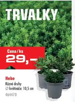 Uni Hobby Hebe nabídka