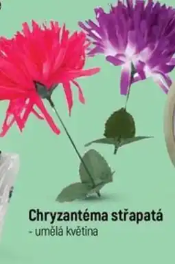 Globus Chryzantéma střapatá nabídka