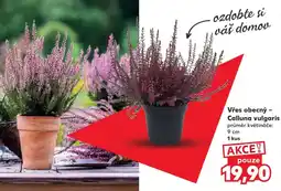Kaufland Vřes obecný nabídka