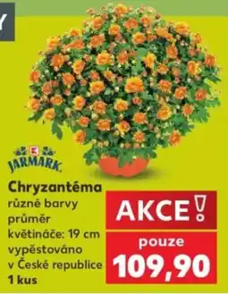 Kaufland Jarmark chryzantéma různé barvy nabídka