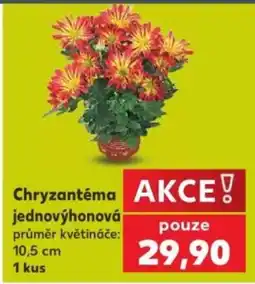 Kaufland Chryzantéma jednovýhonová nabídka