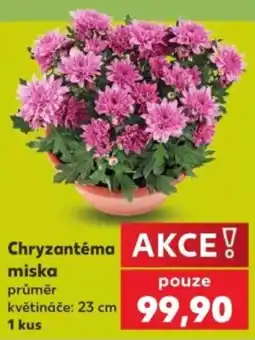 Kaufland Chryzantéma miska nabídka