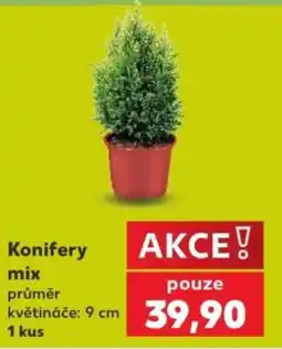 Kaufland Konifery mix nabídka