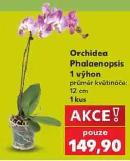 Kaufland Orchidea Phalaenopsis nabídka