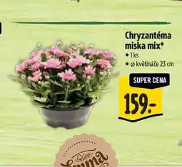 Albert Chryzantéma miska mix, pr. květináče 23 cm nabídka