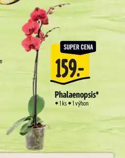 Albert Phalaenopsis 1 výhon nabídka