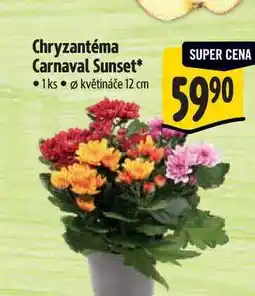 Albert Chryzantéma Carnaval Sunset 1 ks nabídka