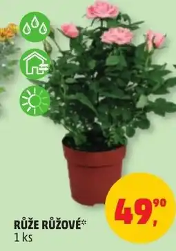 Penny Market Růže růžové* nabídka