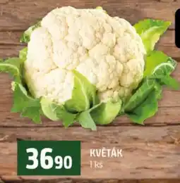 Terno Květák nabídka