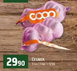 Terno ČESNEK nabídka