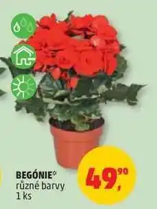Penny Market Begonie nabídka