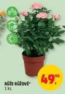 Penny Market Růže růžové nabídka