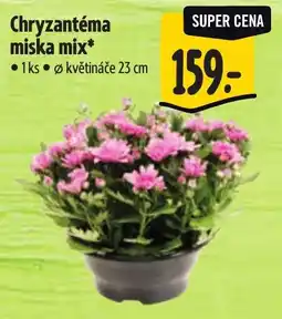 Albert Chryzantéma miska mix nabídka