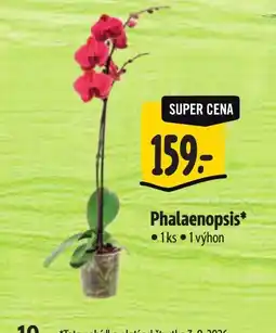 Albert Phalaenopsis nabídka