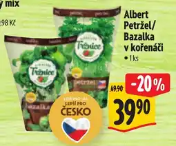 Albert Albert Petržel Bazalka v kořenáči nabídka