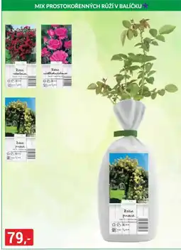 Baumax Mix Prostokorennych Ruzi v Balicku nabídka
