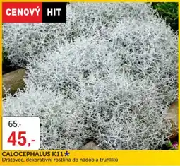 Baumax Calocephalus K11 nabídka