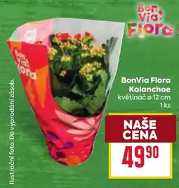 Billa BonVia Flora Kalanchoe nabídka