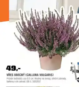 OBI Vřes obecný nabídka