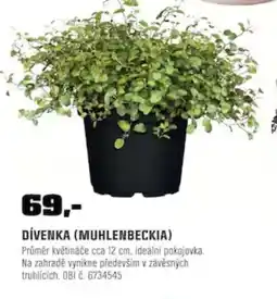 OBI Dívenka (Muhlenbeckia) nabídka