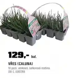 OBI Vřes (caluna) nabídka