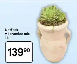 Tesco Netřesk v keramice mix, 1 ks nabídka